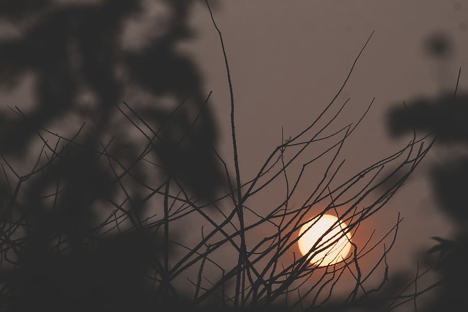moon behind tree branches, nature, outdoors, sky, sun, dawn, sunset HD wallpaper