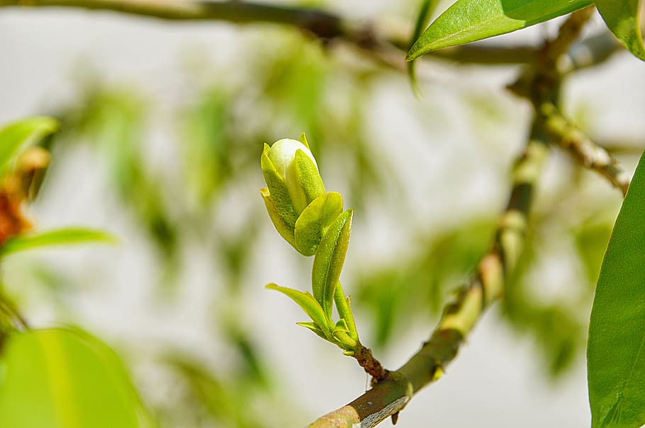 bud, flying, tree, spring, nature, plant, flourish, cherry HD wallpaper