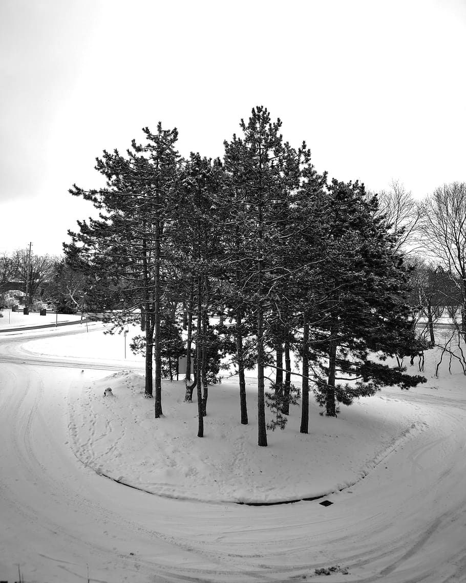 green-leafed tree, plant, fir, abies, snow, canada, ottawa, winter HD wallpaper