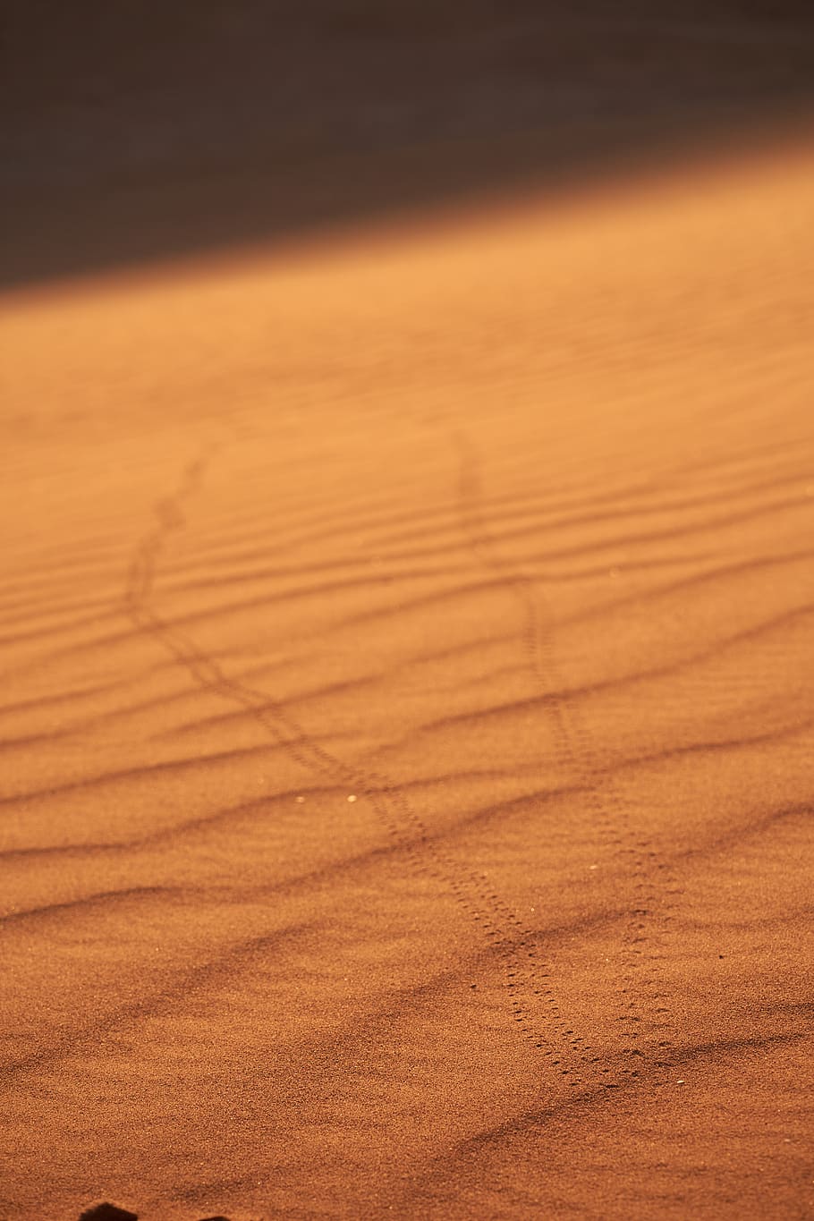 Desert floor 1080P, 2K, 4K, 5K HD wallpapers free download | Wallpaper