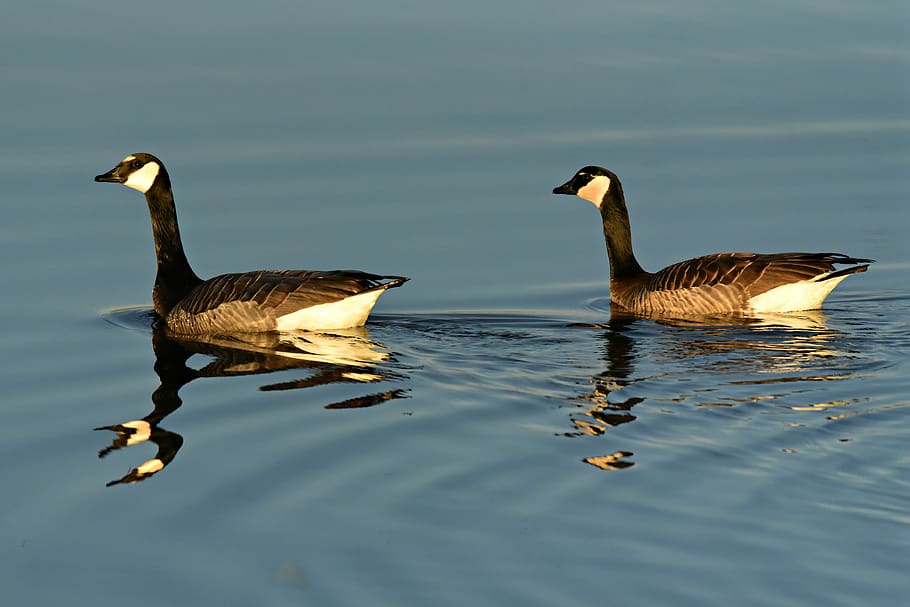 HD wallpaper: canadian goose, water bird, feather, plumage, animal ...