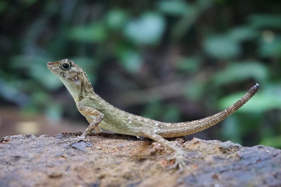 animal themes, lizard, one animal, reptile, animal wildlife HD wallpaper