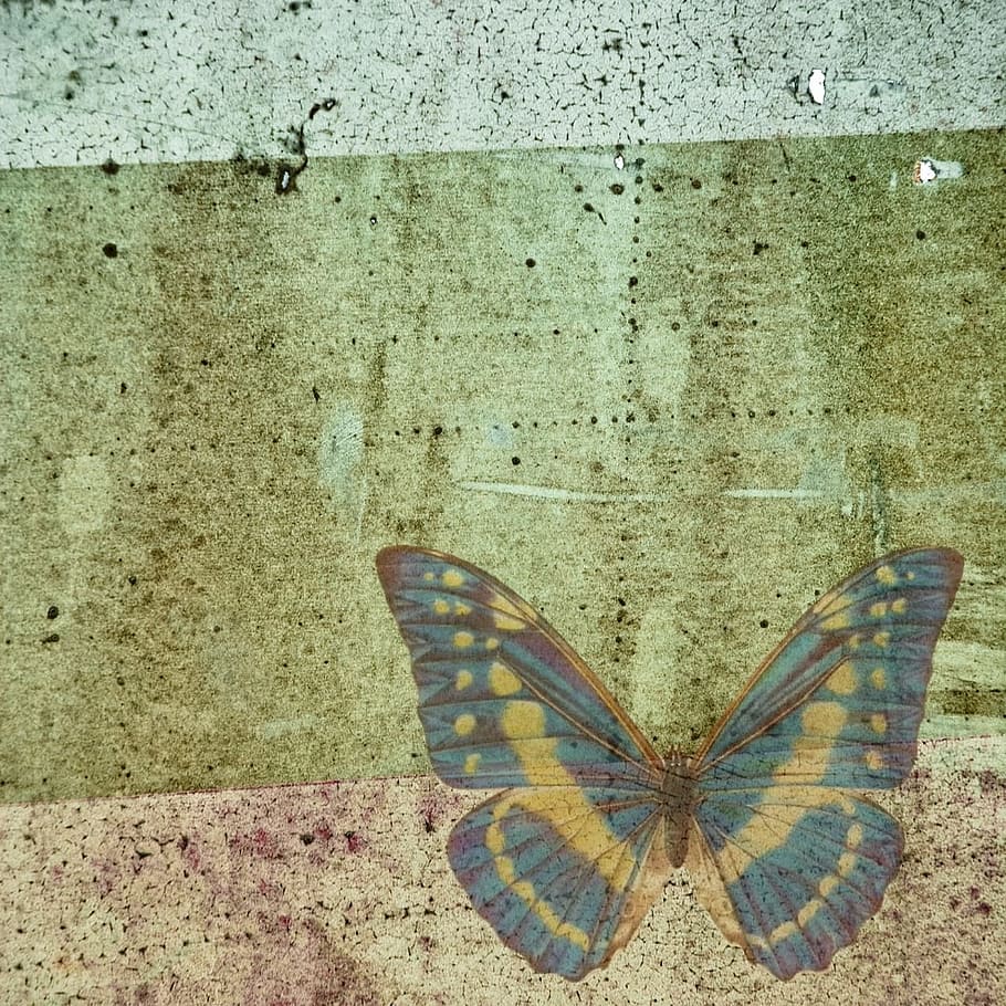 wild, fly, butterfly, insect, animal, graphic, animal wing HD wallpaper