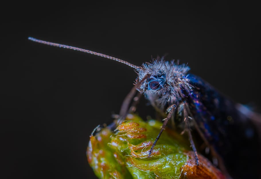 Macro Photography Of Blue Insect, bug, close-up, little, animal wildlife HD wallpaper