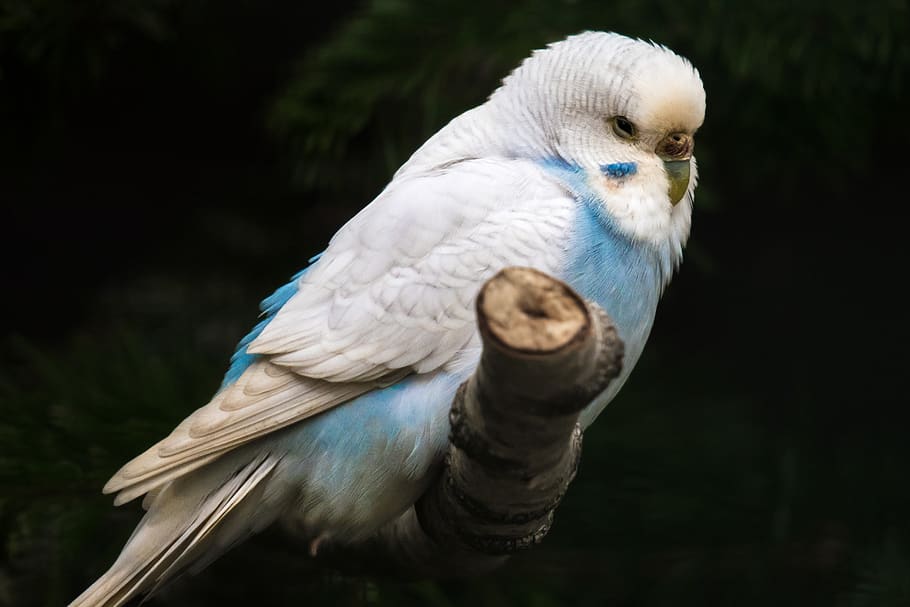 budgie, blue, plumage, parakeet, sit, bird, bill, small bird, HD wallpaper