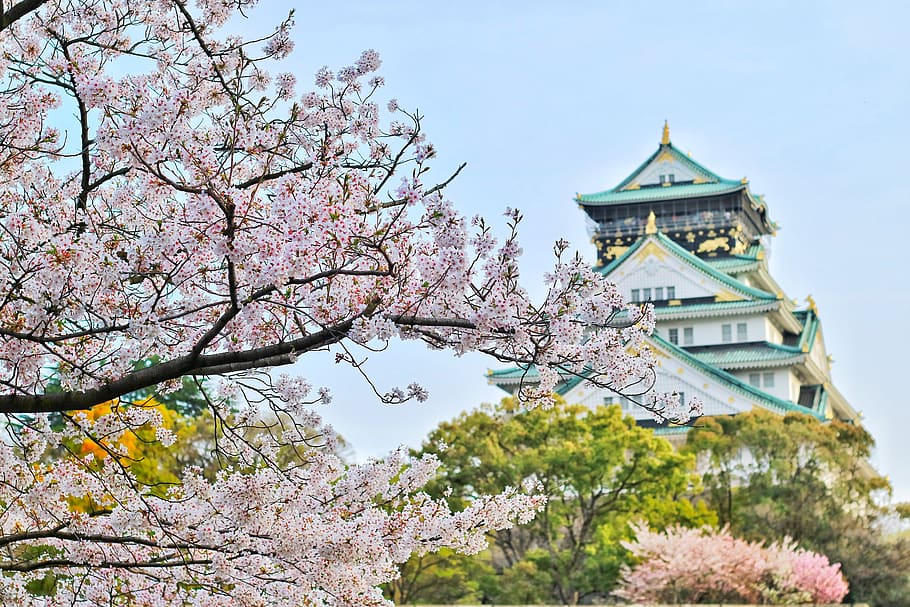 Close Up Photography of Cherry Blossom Tree, beautiful, blooming HD wallpaper