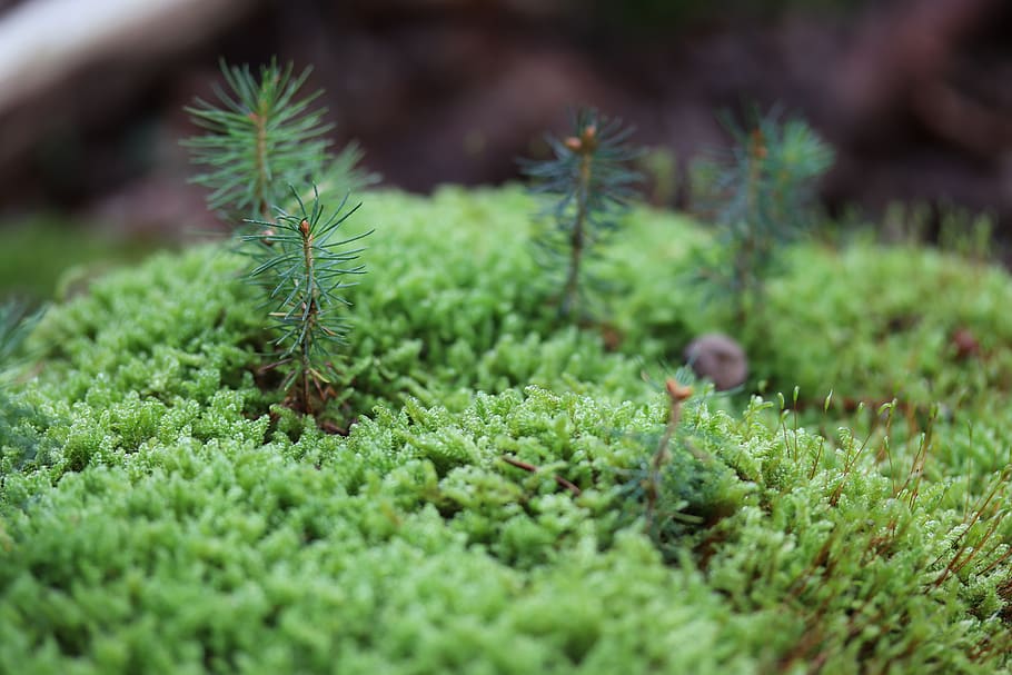 moss, forest, nature, green, forest floor, vegetation, fresh HD wallpaper