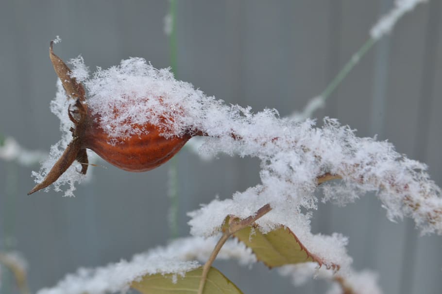 frost, snow, bush, berry, rose hip, leann, rime, winter, cold temperature HD wallpaper