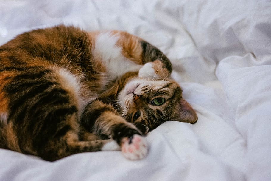calico cat lying on white comforter, domestic cat, feline, mammal HD wallpaper