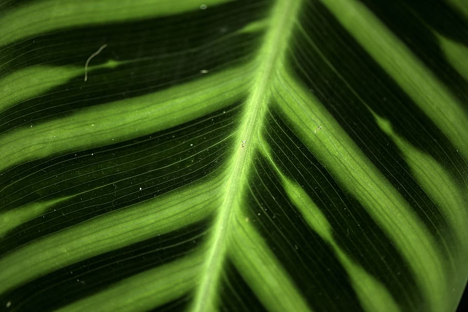 leaf, macro, green, close-up, nature, garden, botany, veins HD wallpaper