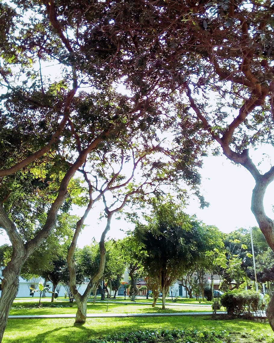 park, tree, plant, grass, nature, growth, day, beauty in nature HD wallpaper