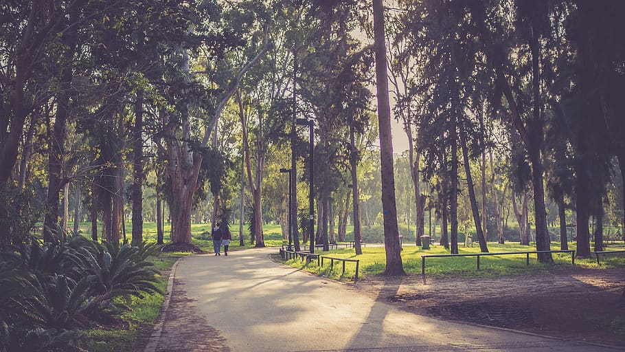 israel, tel aviv, hayarkon partk, trees, park, sun, plant, tree trunk, HD wallpaper