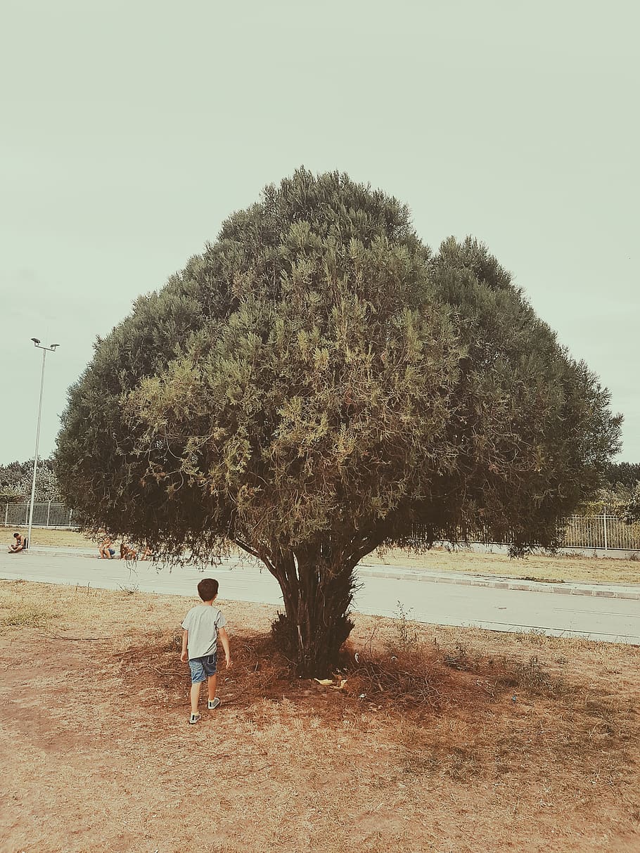 kid, tree, child, way, path, hope, green, plant, sky, nature HD wallpaper