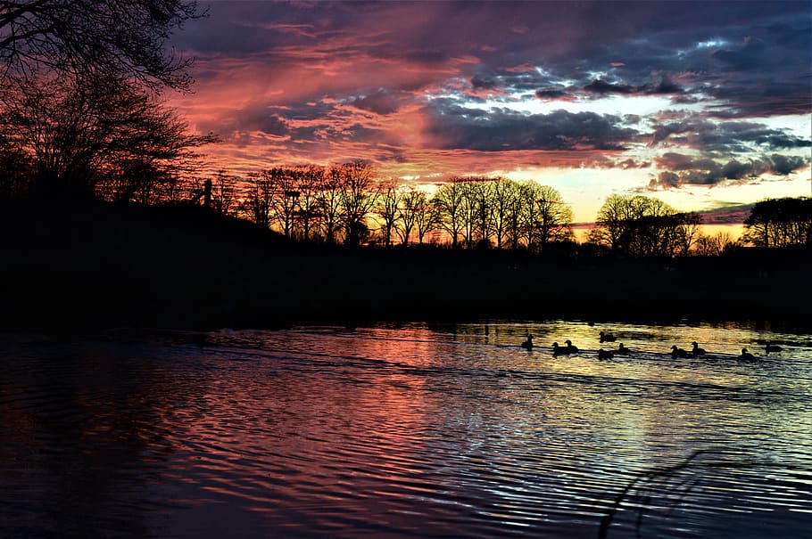 netherlands, eibergen, sunset, duck, sky, air, duck in water HD wallpaper