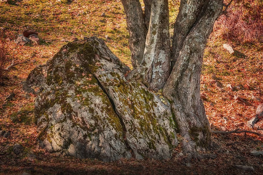 forest, rock, tree, nature, moss, scenic, tree trunk, plant HD wallpaper
