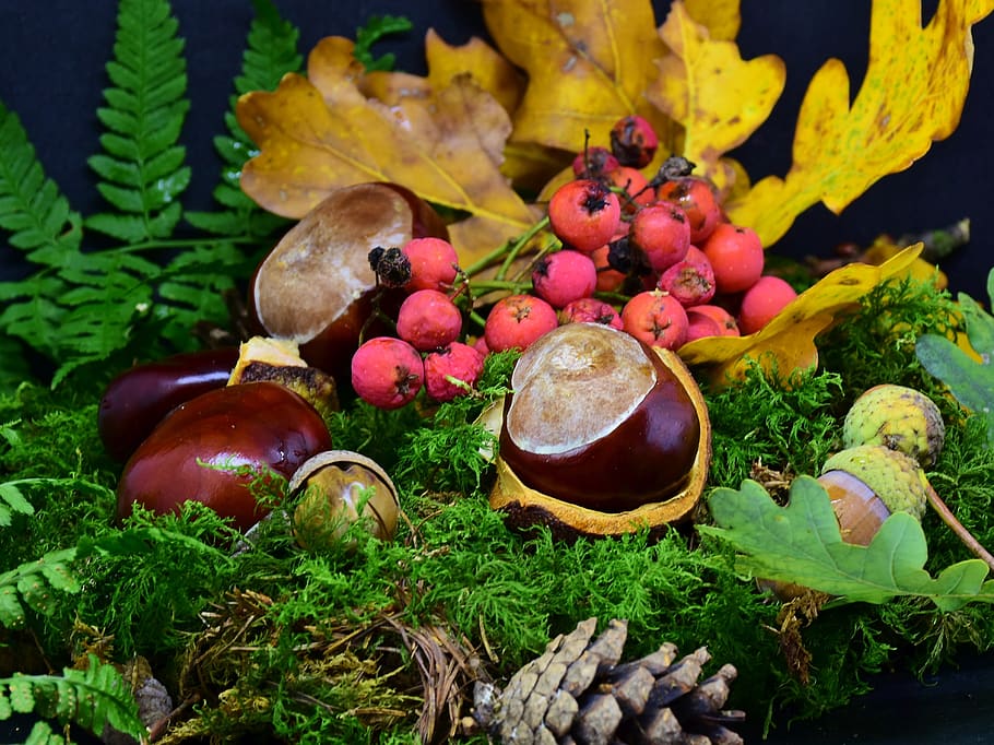 forest, chestnut, acorns, berries, nature, autumn, leaves, season HD wallpaper