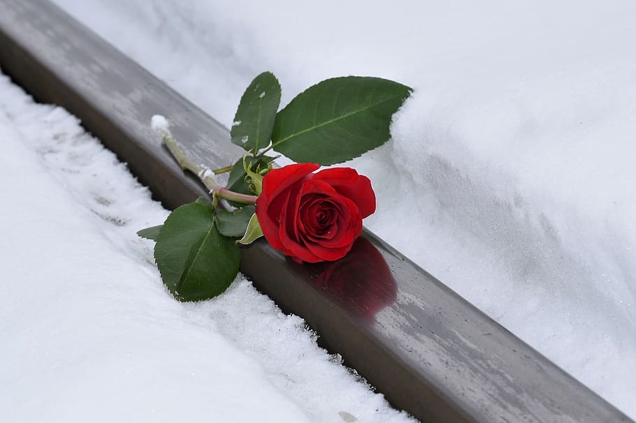 red rose, lost love, snow, winter, rail track, condolence, remembering, HD wallpaper