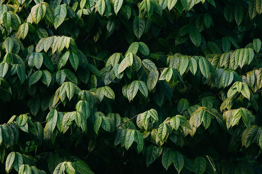 green-leafed plant, green color, full frame, plant part, growth HD wallpaper
