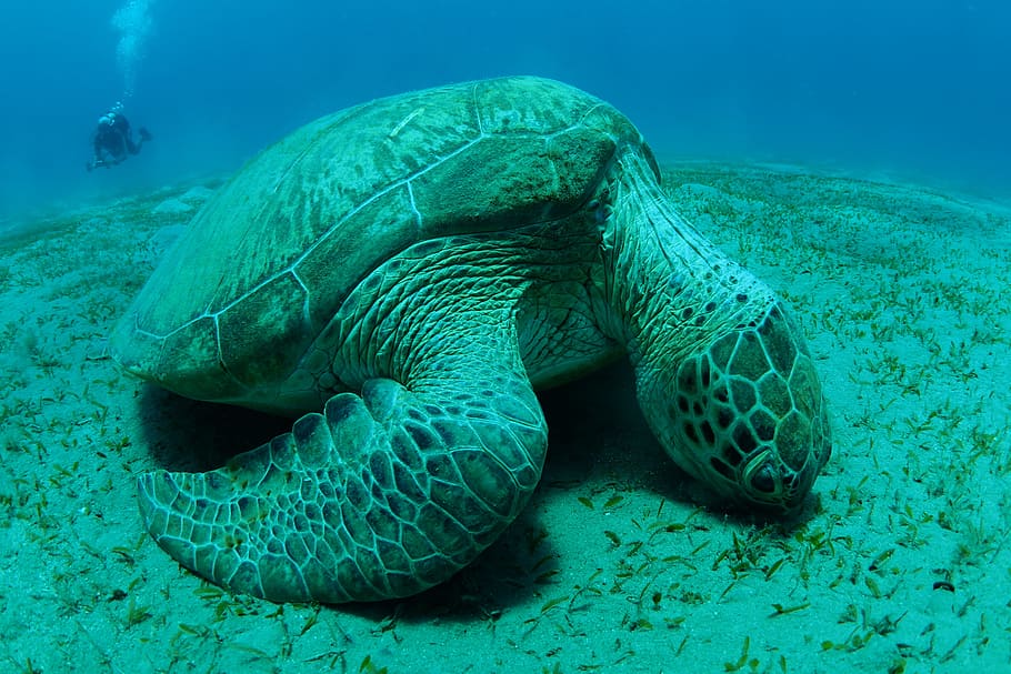 brown sea turtle underwater, shell, sand, diver, diving, marine life HD wallpaper