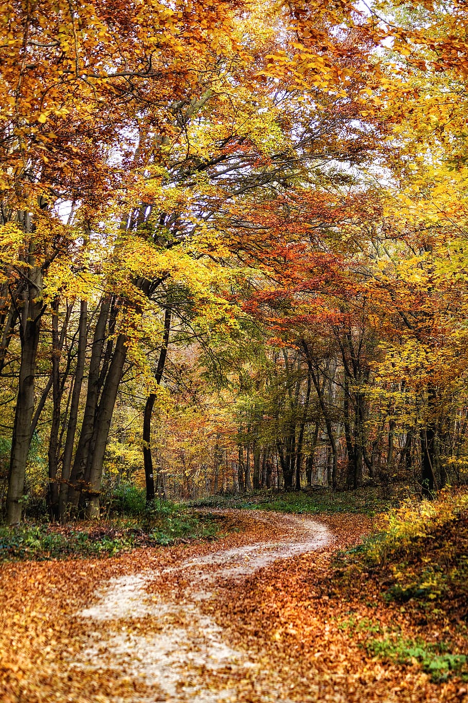 autumn, trees, forest, nature, landscape, mood, leaves, foliage HD wallpaper