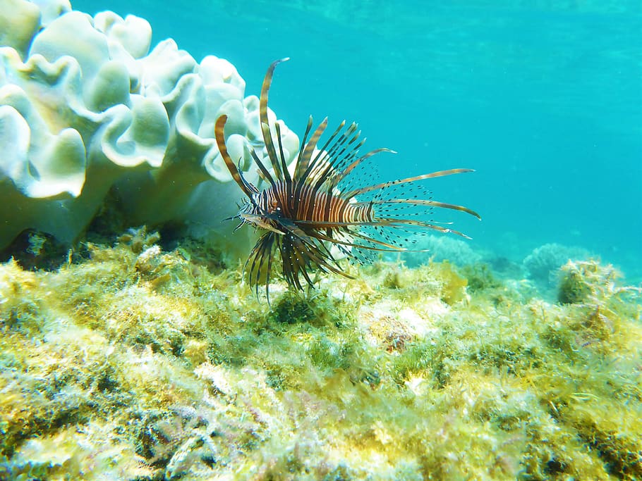 animal wildlife, animals in the wild, sea, underwater, animal themes HD wallpaper