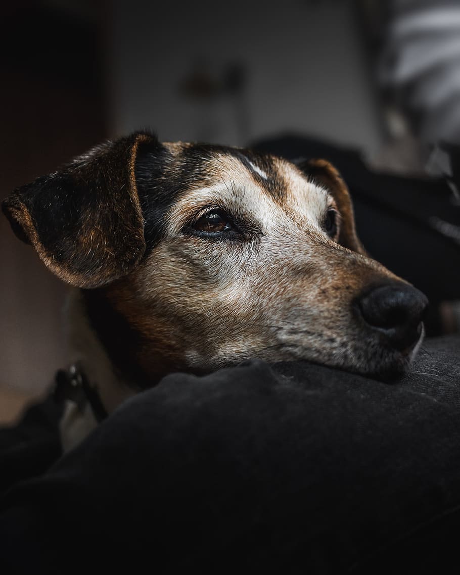 close-up photography of brown dog, ear, nose, eye, canine, fur, HD wallpaper