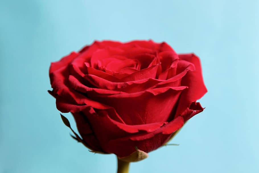 germany, berlin, flowering plant, vulnerability, fragility HD wallpaper