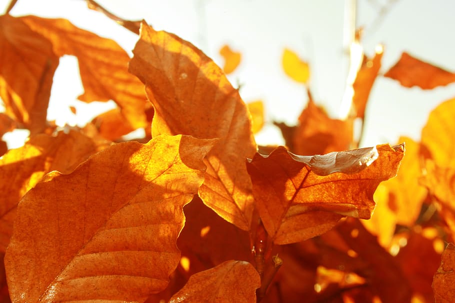 danmark, billund, leafs, orange, fall, plant part, autumn, change HD wallpaper