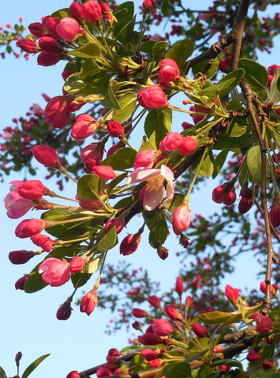 spring, tree, buds, flowering, plant, growth, freshness, beauty in nature HD wallpaper