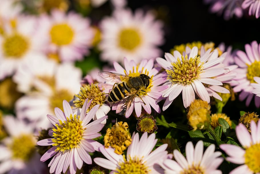 hoverfly, flowers, macro, garden, insects, flowering plant HD wallpaper