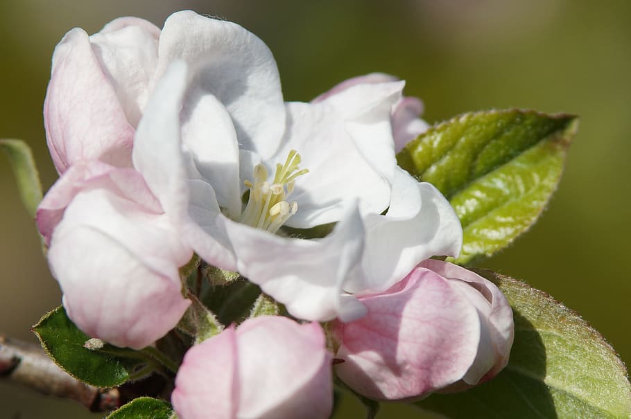apple blossom, spring, nature, flowering plant, petal, beauty in nature HD wallpaper