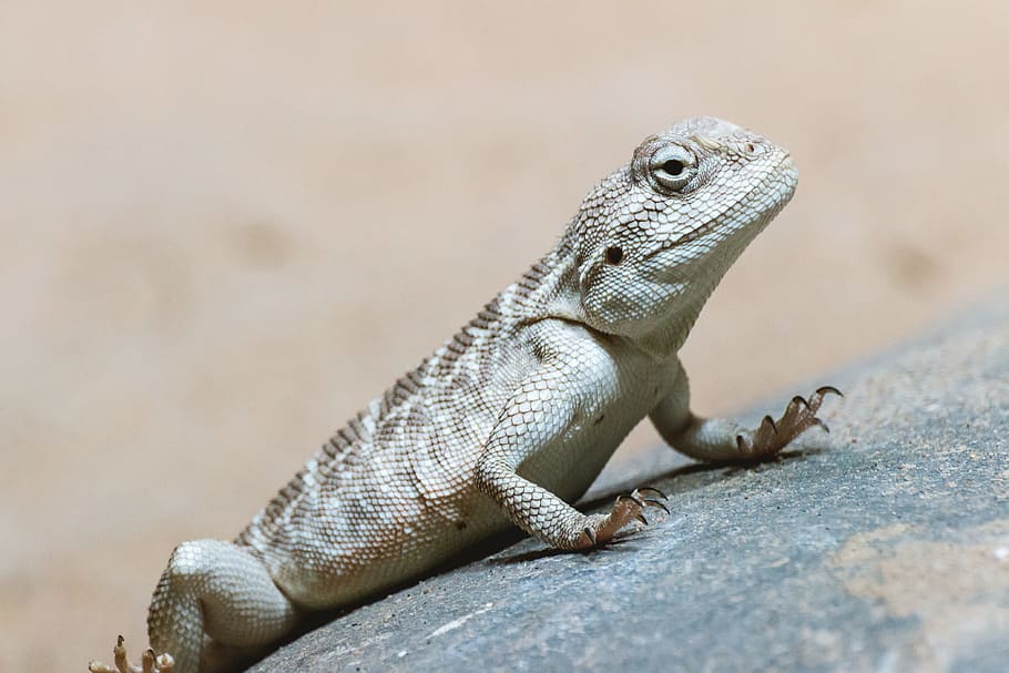 Brown little lizard standing on a stone in bright day, reptile HD wallpaper