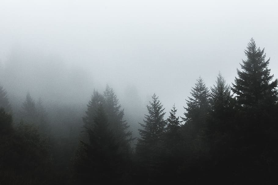 trees, forest, woods, nature, fog, foggy, plant, beauty in nature HD wallpaper