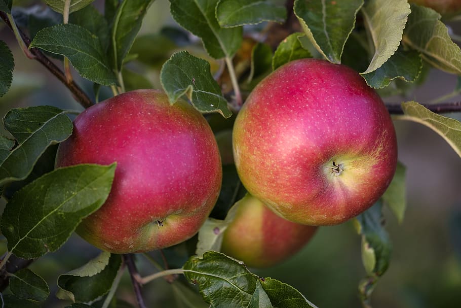 apple, fruit, pome fruit, ripe, healthy, vitamins, food, tree, HD wallpaper