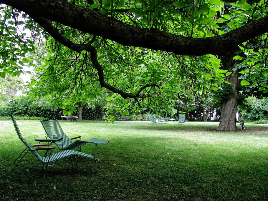 HD wallpaper: tree, park, chair, relax, plant, tree trunk, seat, nature,  growth | Wallpaper Flare