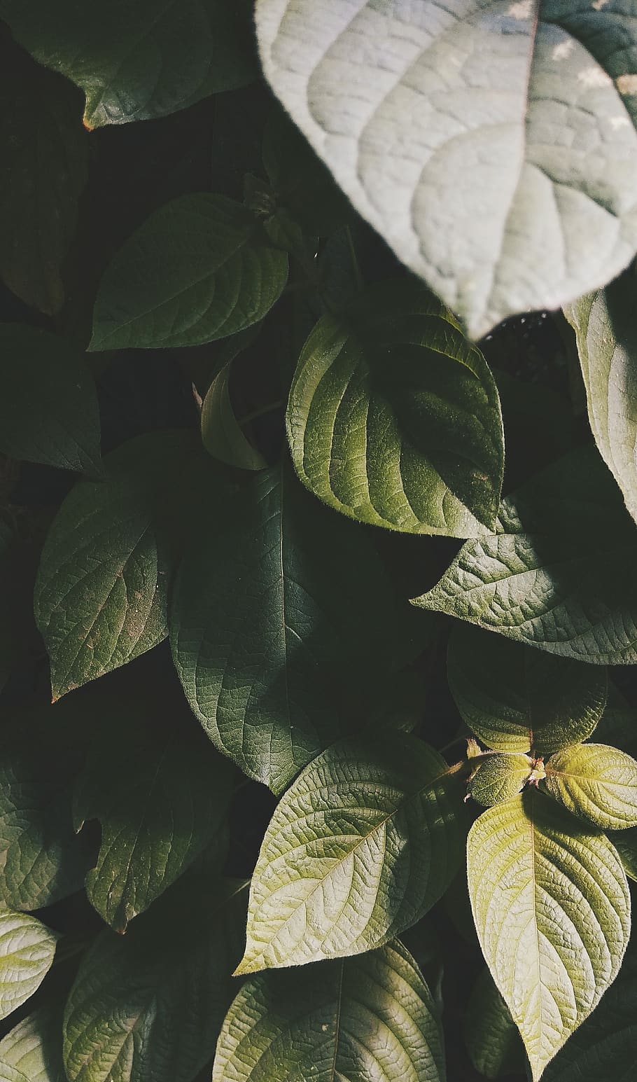 Shallow Focus Photography of Green Leaves, close-up, growth, mobilechallenge HD wallpaper