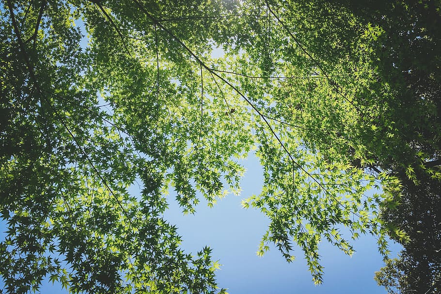 green, leaves, summer, tree, branch, look up, plant, beauty in nature HD wallpaper