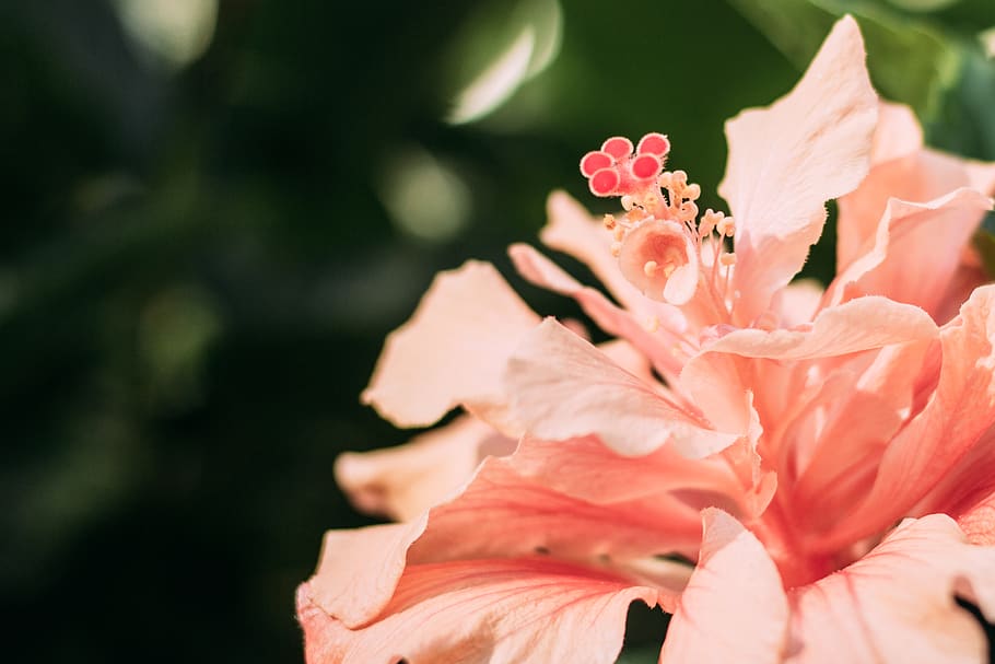 pink-petaled flower bloom, plant, pollen, blossom, mexico, tuxtla gutiérrez HD wallpaper
