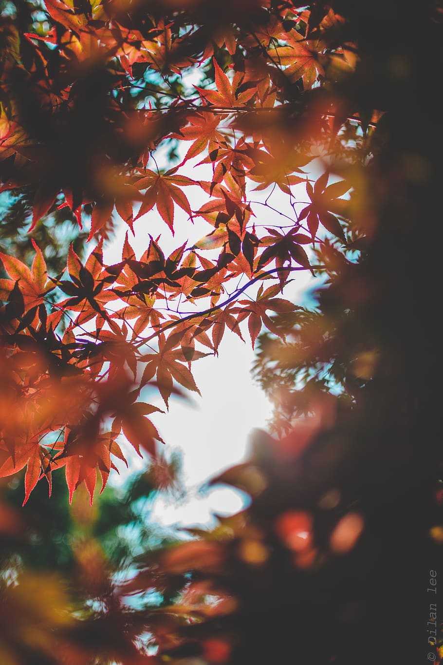 HD wallpaper: Orange-leafed Tree, blur, branch, bright, close-up, colors,  daylight | Wallpaper Flare