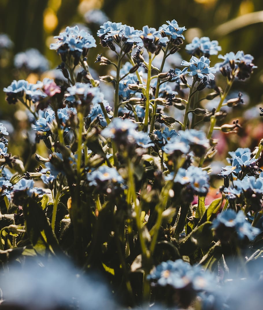blue flowers, plant, growth, beauty in nature, flowering plant HD wallpaper