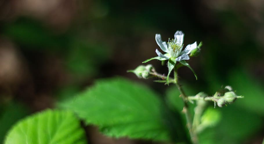 plant, plant part, leaf, flower, close-up, nature, beauty in nature HD wallpaper