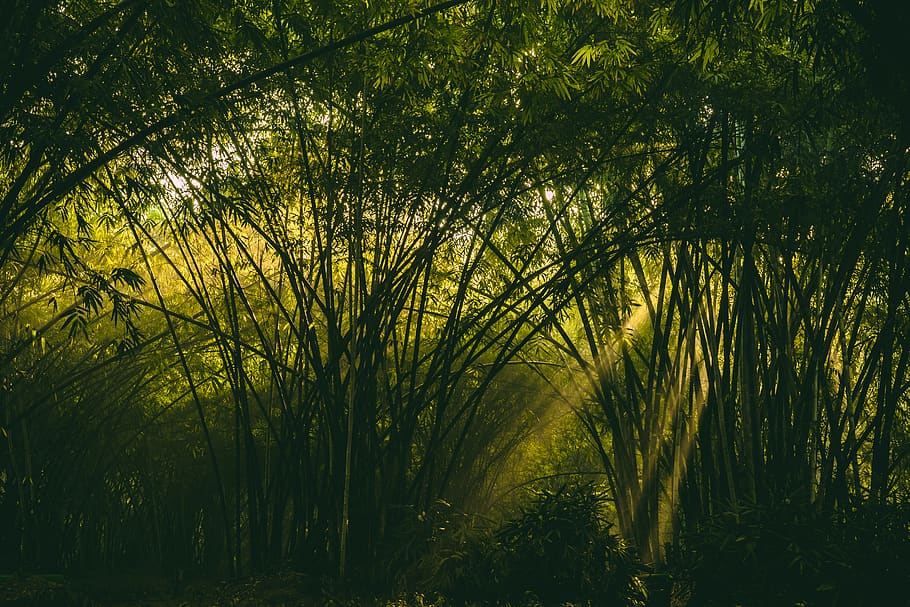 bamboo trees on woods, plant, growth, tranquility, beauty in nature HD wallpaper