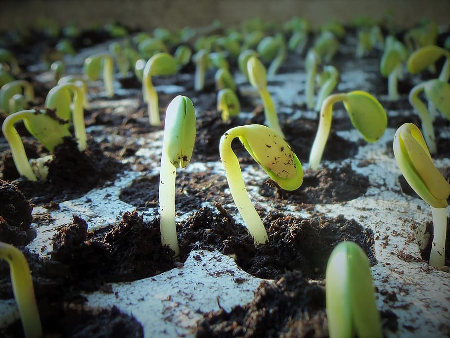 plants, soybean, nature, germination, soybean seedlings, agriculture HD wallpaper
