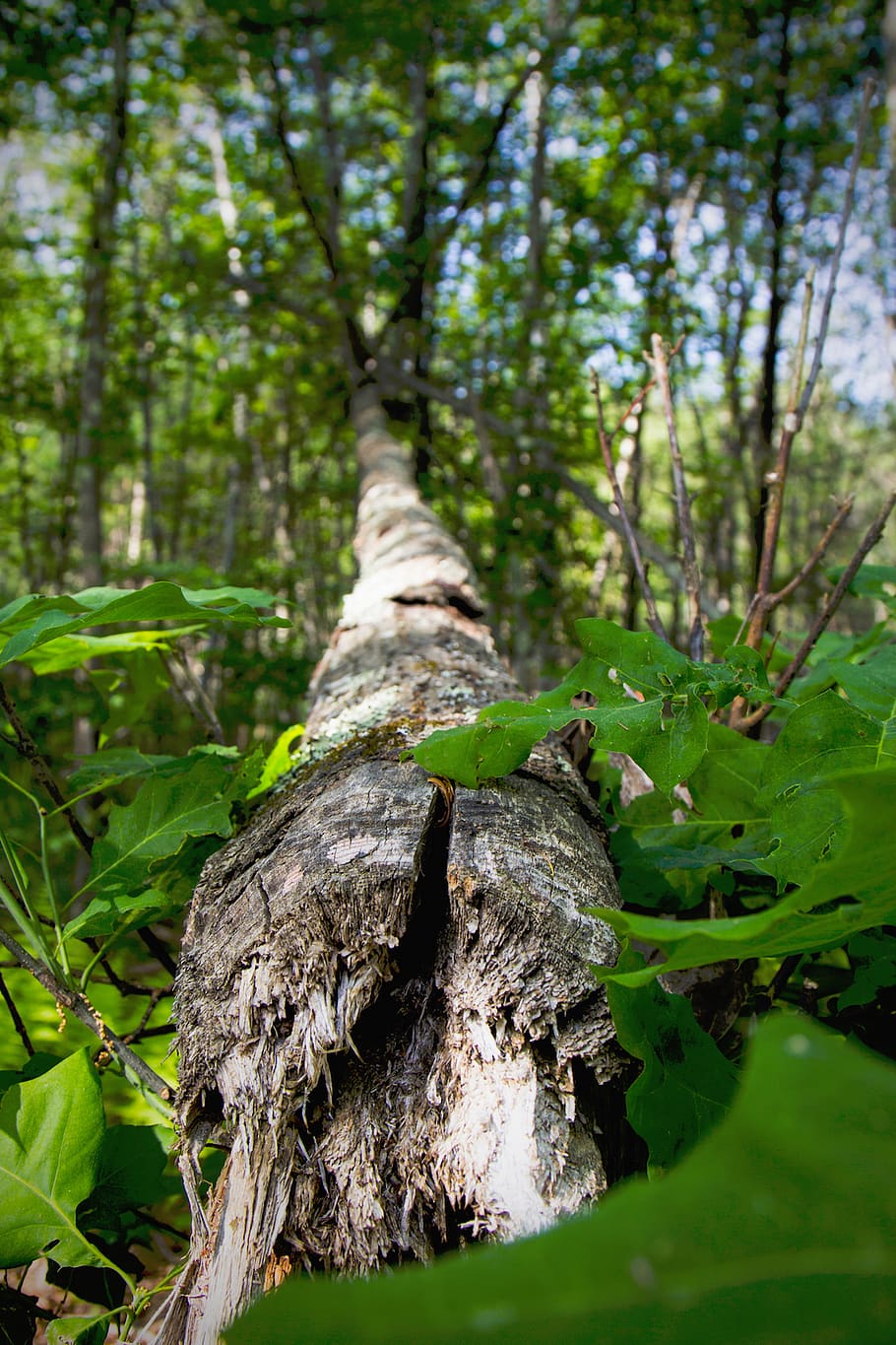 nature, plants, leaves, tree, trunk, branches, green, forest HD wallpaper