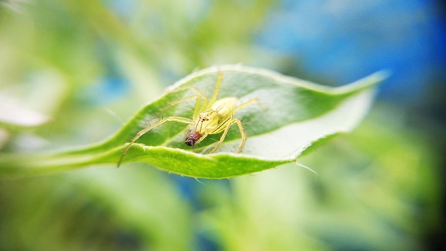 Green Spider on Green Plant Leaf, camouflage, insect, macro, nature HD wallpaper
