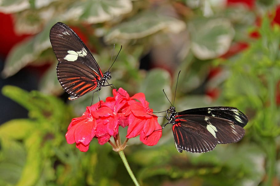 butterfly, flower, insect, wing, animal world, garden, flower garden HD wallpaper