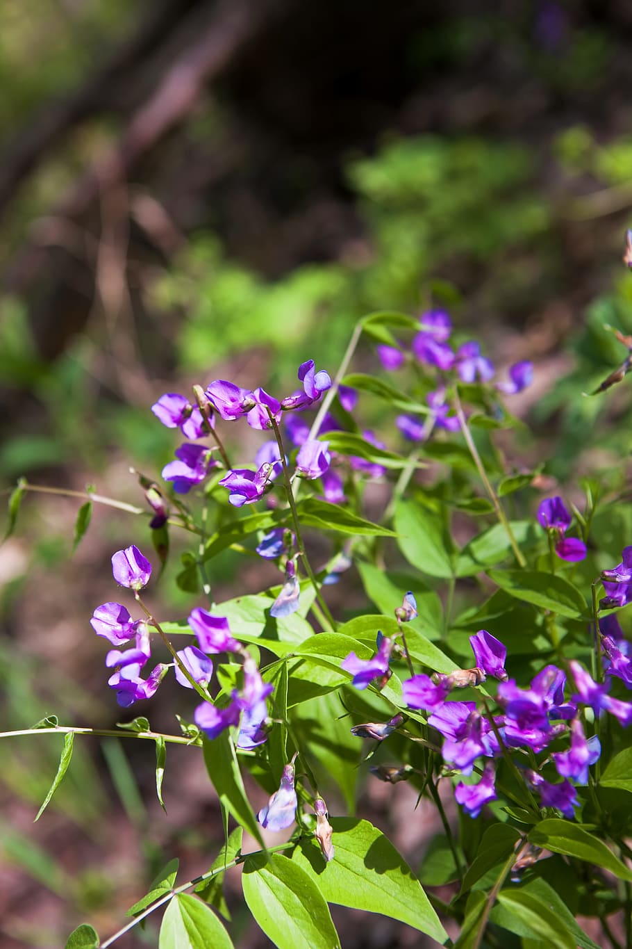 spring, flower, flowers, background, focus, closeup, outdoor HD wallpaper