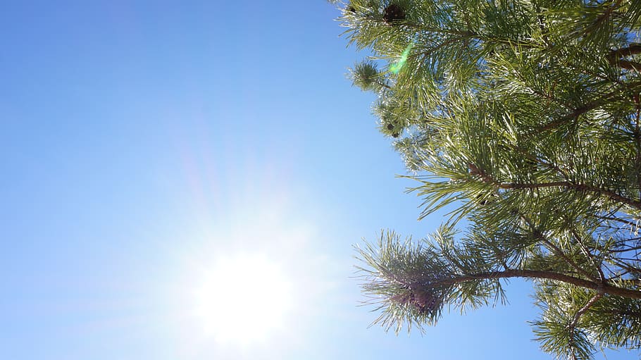 green, pine, tree, trees, cone, needles, blue, sky, focus, background HD wallpaper