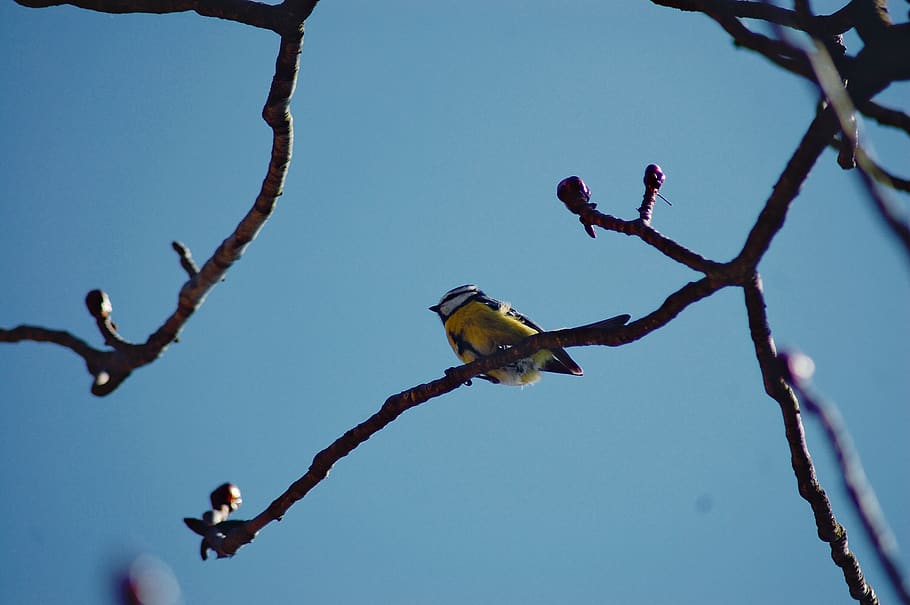 germany, jena, branch, bird, tree, sky, animals in the wild HD wallpaper