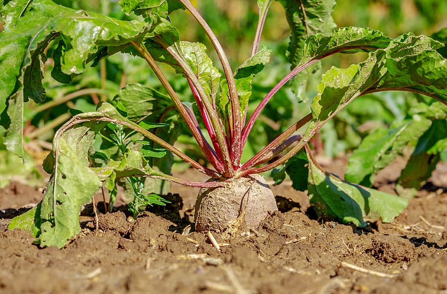 beetroot, vegetables, plant, field, agriculture, root vegetables, HD wallpaper